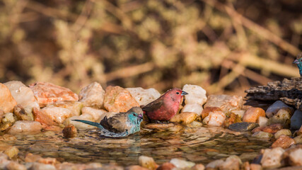 Jameson Firefinch and Blue-breasted Cordonbleu bathing in waterhole in Kruger National park, South...