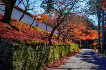 静かな参道を彩る苔むす石垣と紅葉