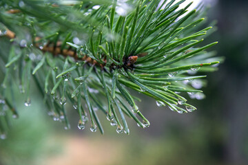 Naklejka na ściany i meble pine branch close up in summer with raindrops and dew