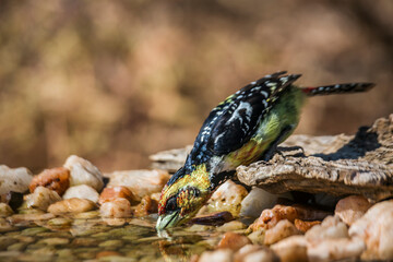 Crested Barbet drinking in waterhole in Kruger National park, South Africa ; Specie Trachyphonus vaillantii family of Ramphastidae