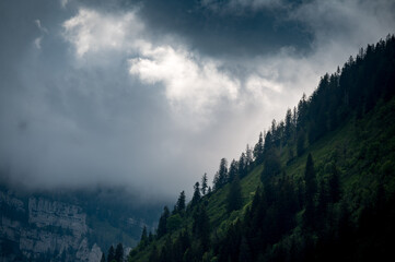 rainclouds create spectacular light on a steep slope of forest