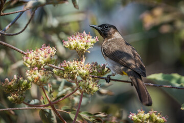 Dark capped Bulbul standing in flowering plant in Kruger National park, South Africa ; Specie...