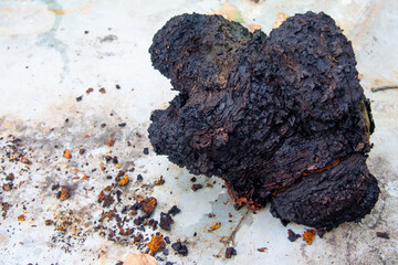 Chaga mushroom (Inonotus obliquus) is cut and lies on the table, close-up