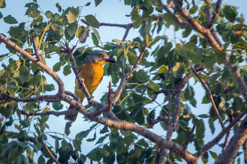 Grey headed Bushshrike standing in foliage in Kruger National park, South Africa ; Specie Malaconotus blanchoti family of Malaconotidae