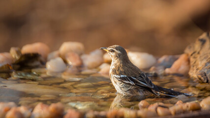 Red backed Scrub Robin bathing in waterhole in Kruger National park, South Africa; specie Cercotrichas leucophrys family of Musicapidae
