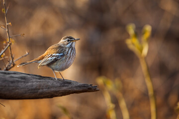 Red backed Scrub Robin standing on a log with morning light in Kruger National park, South Africa; specie Cercotrichas leucophrys family of Musicapidae