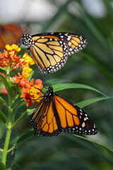 Monarchfalter (Danaus plexippus) oder Amerikanischer Monarch, zwei Schmetterlinge auf Blüte