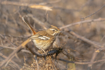 Red backed Scrub Robin hidding in the bush in Kruger National park, South Africa; specie Cercotrichas leucophrys family of Musicapidae