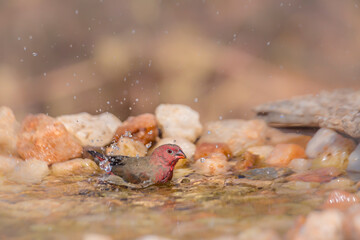 Red-billed Firefinch male bathing in waterhole in Kruger National park, South Africa ; Specie family Lagonosticta senegala of Estrildidae