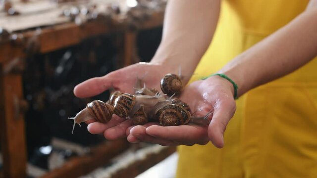 reproduction of snails