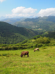 Fototapeta na wymiar Cows in the mountains of Cantabria in Spain