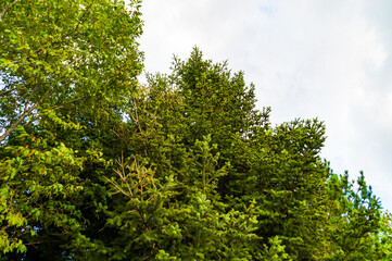 Fototapeta premium Vegetazione e alberi lungo il sentiero di montagna in estate