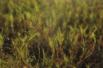 grass in the field with sunlight falling on it.