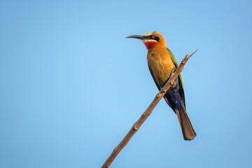 White fronted Bee eater isolated in blue sky in Kruger National park, South Africa ; Specie Merops bullockoides family of Meropidae