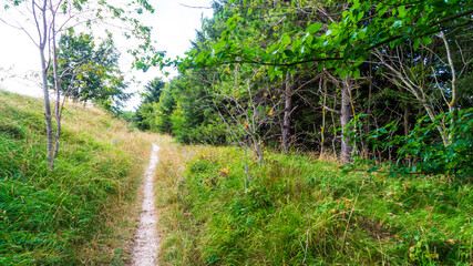 Obraz premium Vegetazione e alberi lungo il sentiero di montagna in estate
