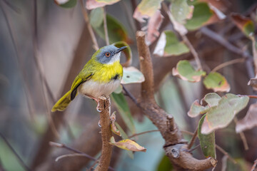 Yellow breasted Apalis standing in the bush in Kruger National park, South Africa; specie Apalis flavida family of Cisticolidae