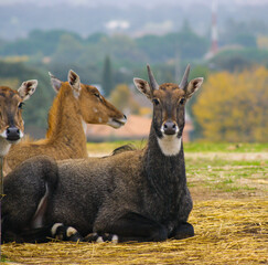 Asian antelope standing in the grass.