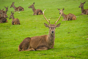 Deer resting and chilling in the grass.