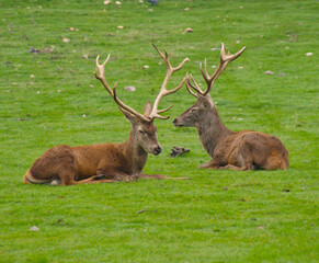 Deers chilling in the grass.