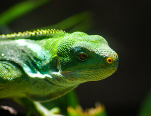 Close up of a fijian iguana.