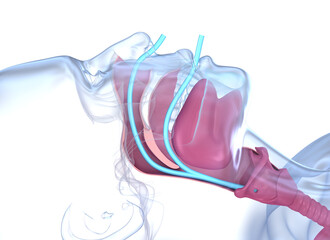 Normal anatomy of accessible airways. Medically accurate dental 3D illustration