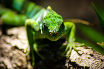 Close up of a fijian iguana.
