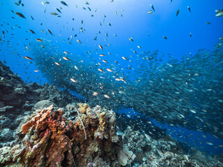 Bait ball / school of fish in turquoise water of coral reef in Caribbean Sea, Curacao