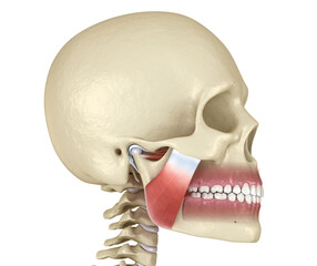 TMJ: The temporomandibular joints and muscles. Medically accurate 3D illustration.