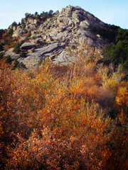 Cada de hojas en Otoño en el bosque 