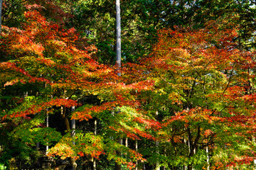 紅葉と青モミジ