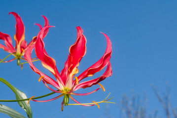 Obraz na płótnie Canvas Flame Lily (Gloriosa superba) in greenhouse