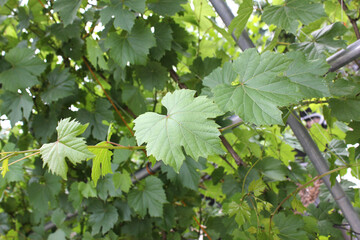 Grape leaves on nature background