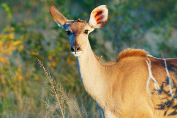 Obraz premium Nahaufnahme von niedlichen gefleckten Damhirschen