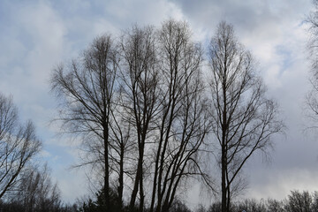 Black silhouettes of trees on the background of cloudy sky