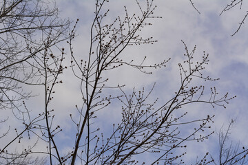 Tree branches with buds on the background of cloudy sky in spring