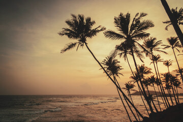Tropikalny krajobraz, palmy na tle oceanu i zachodzącego słońca.