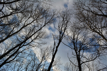 Beautiful trees on the background of cloudy sky. Early spring landscape
