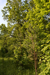 Mixed forest in spring. Young pine trees on a background of maple and oak.