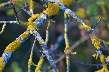 Złotorost ścienny (Xanthoria parietina) porastający gałązki © Lancan