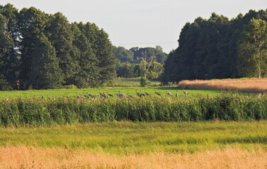 żurawie © Krzysztof
