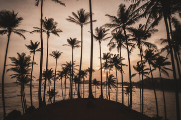 Tropikalny krajobraz, palmy na tle oceanu i zachodzącego słońca. - obrazy, fototapety, plakaty