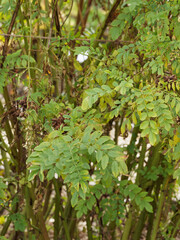 Russisches Süßholz. Blätter hat eine gefiederte und ründlich-spitz zulaufende Form an haarigen und stachelspitzige Stielen mit Dunkelbraun samige Hülsen nach Blütezeit