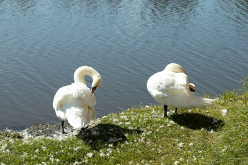 Two white swans stand by the lake and clean their feathers