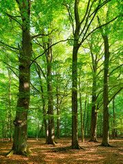 Fototapeta na wymiar Big Beech Trees in Old Green Forest