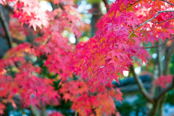 Kyoto, Japan - Nov 19 2020 - Autumn leaf color at Ikkyuji Temple (Shuon-an) in Kyotanabe, Kyoto, Japan.