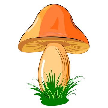 Mushroom. Isolated on white background. Cute cartoon style. Beautiful illustration. With grass. Vector