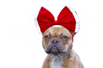 Red fawn French Bulldog dog wearing big red Christmas ribbon on head isolated on white background