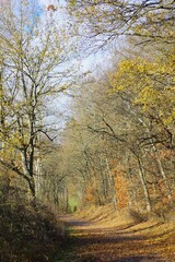 Obraz premium Herbstwald 