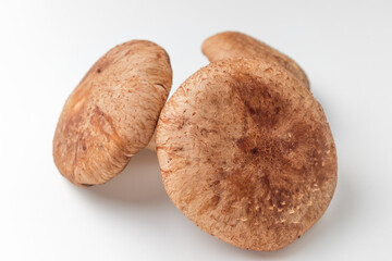 Shiitake mushrooms on a white background