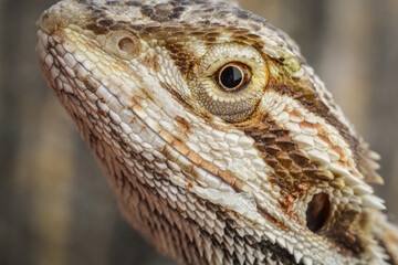 Pogona vitticeps so close macro